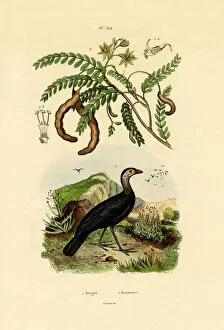 Australian Bush Turkey, 1833-39 (coloured engraving)