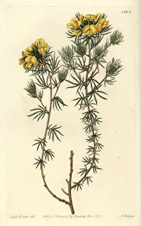 Australian gompholobium variete - Capitate gompholobium, Gompholobium capitatum Australian gompholobium variete - Capitate gompholobium, Gompholobium capitatum