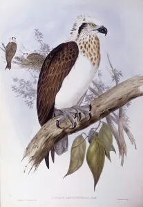 Australian osprey (Pandion haliaetus cristatus), Engraving by John Gould Australian osprey (Pandion haliaetus cristatus), Engraving by John Gould