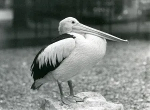 An Australian Pelican standing on a stone at London Zoo in 1929 (b/w photo) An Australian Pelican standing on a stone at London Zoo in 1929 (b/w photo)