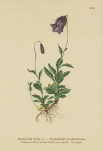 Austrian Bellflower (Campanula pulla) (colour litho) Austrian Bellflower (Campanula pulla) (colour litho)