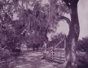 Avenue of moss-covered oaks, near Ormond, Florida (b/w photo) Avenue of moss-covered oaks, near Ormond, Florida (b/w photo)