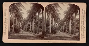 Avenue of royal palms, Queen's Hospital grounds, Honolulu, Hawaiian Islands Avenue of royal palms, Queen's Hospital grounds, Honolulu, Hawaiian Islands
