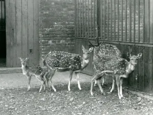 Four Axis Deer including, a buck with antlers and a fawn Four Axis Deer including, a buck with antlers and a fawn