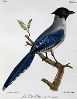 Azure-winged Magpie (Cyanopica cyanus), engraving from Histoire Naturelle des Oiseaux Azure-winged Magpie (Cyanopica cyanus), engraving from Histoire Naturelle des Oiseaux