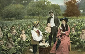 Babies growing in a cabbage field (colour photo)