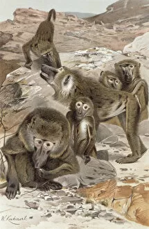 Baboons Collection: Baboon, plate from 'Brehms Tierleben: Allgemeine Kunde des Tierreichs', vol