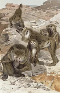 Baboon, plate from 'Brehms Tierleben: Allgemeine Kunde des Tierreichs', vol Baboon, plate from 'Brehms Tierleben: Allgemeine Kunde des Tierreichs', vol