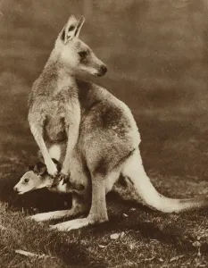 Baby kangaroo looking out of its mother's pouch, Australia (b/w photo) Baby kangaroo looking out of its mother's pouch, Australia (b/w photo)