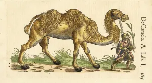 Bactrian Camel from Historiae Animalium, by Conrad Gessner (1516 - 1565), c Bactrian Camel from Historiae Animalium, by Conrad Gessner (1516 - 1565), c
