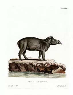Bairds Tapir Gallery: Bairds Tapir (coloured engraving)