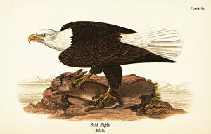 Color Lithograph Gallery: Bald eagle, Haliaeetus leucocephalus, adult with rabbit prey