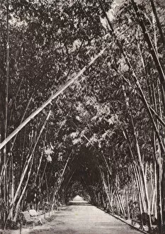 Maps Collection: Bamboo avenue in the Jardin d Essay, Algiers, Algeria (b / w photo)