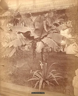 Banana Tree, Pennsylvania Centennial Exhibition, 1876 (silver albumen print) Banana Tree, Pennsylvania Centennial Exhibition, 1876 (silver albumen print)