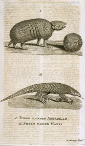 Three Banded Armadillo and Short Tailed Manis, from The Gentlemans Magazine' Three Banded Armadillo and Short Tailed Manis, from The Gentlemans Magazine'