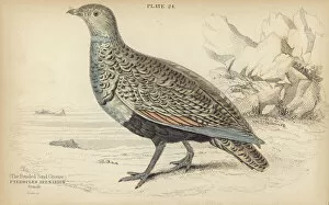 The Banded Sand Grouse (colour litho)