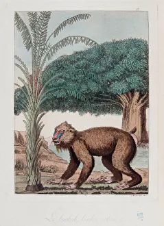Baobab, date palm and monkey in Ethiopia - in ' The old and modern costume' by Ferrario, ed Milan, 1819-20 Baobab, date palm and monkey in Ethiopia - in ' The old and modern costume' by Ferrario, ed Milan, 1819-20