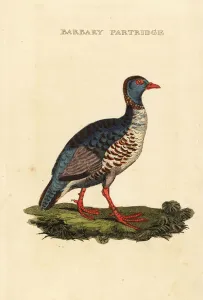 Barbary partridge, Alectoris barbara Barbary partridge, Alectoris barbara