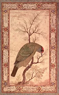 Script Collection: A Barbet (Himalayan blue-throated bird) Jahangir Period, Mughal, 1615
