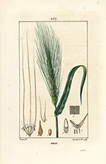 Barley - Barley, Hordeum vulgare, showing stalk, leaf and seed spike. Handcoloured stipple copperplate engraving by Lambert Junior from a drawing by Pierre Jean-Francois Turpin from Chaumeton