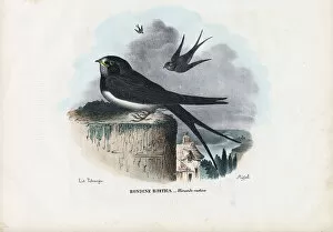 Barn Swallow Gallery: Barn Swallow, 1863-79 (colour litho)