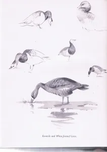 White Fronted Gallery: Barnacle and White Fronted Geese, 1938 (litho)