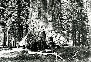 Wellingtonia Gallery: Base of the Grizzly Giant, c.1860s (b / w photo)