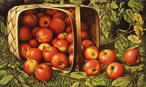 Basket of Apples, (oil on canvas)