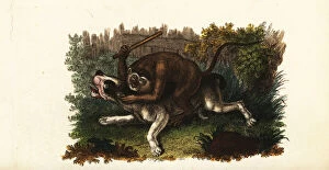Battle between a bulldog and Jack, a Cingalese monkey, in Worcester, England, 1799