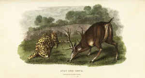 Battle between a red deer stag and an ounce or hunting tiger Battle between a red deer stag and an ounce or hunting tiger