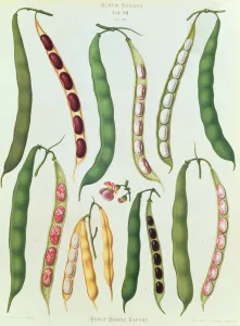 Beans, Tab VII from the Album Benary, engraved by G Beans, Tab VII from the Album Benary, engraved by G