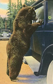 Vehicle Types Gallery: Bear looking in through a car window (colour litho)