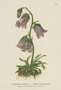 Bearded Bellflower (Campanula barbata) (colour litho) Bearded Bellflower (Campanula barbata) (colour litho)