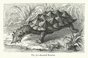 Bearded Tortoise (engraving)
