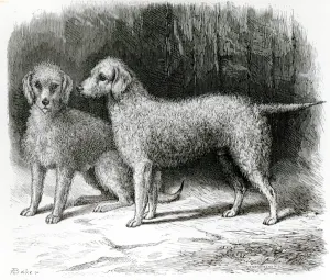 Bedlington Terriers- Mr. F. Armstrongs Rosebud and Mr Bedlington Terriers- Mr. F. Armstrongs Rosebud and Mr