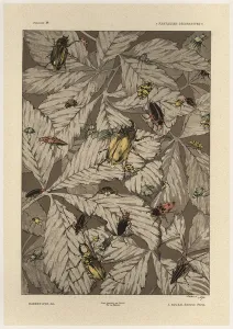 Beetles, plate 38 from Fantaisies decoratives, engraved by Gillot Beetles, plate 38 from Fantaisies decoratives, engraved by Gillot