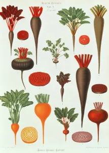Beetroot, Tab X from the Album Benary, engraved by G. Severeyns, 1876 Beetroot, Tab X from the Album Benary, engraved by G. Severeyns, 1876