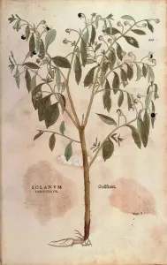 Belladonna - Atropa belladonna (Solanum somniferum) by Leonhart Fuchs from De historia Belladonna - Atropa belladonna (Solanum somniferum) by Leonhart Fuchs from De historia