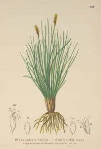 Bellardi's bog sedge (Kobresia myosuroides, Elyna myosuroides, Kobresia bellardii Bellardi's bog sedge (Kobresia myosuroides, Elyna myosuroides, Kobresia bellardii