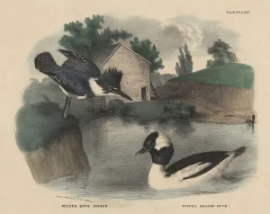 Belted King Fisher and Buffel Headed Duck, from The Cabinet of Natural History Belted King Fisher and Buffel Headed Duck, from The Cabinet of Natural History