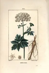 Benzoin or imperatoire - Masterwort, Imperatoria ostruthium, with flower, leaf and root Benzoin or imperatoire - Masterwort, Imperatoria ostruthium, with flower, leaf and root