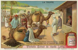 Berbers inspect the truffles for sale in the market in Tunis (chromolitho) Berbers inspect the truffles for sale in the market in Tunis (chromolitho)