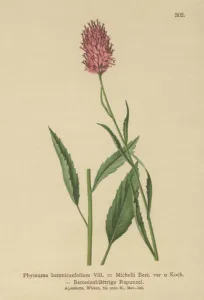 Betony-leaved Rampion (Phyteuma betonicaefolium) (colour litho) Betony-leaved Rampion (Phyteuma betonicaefolium) (colour litho)