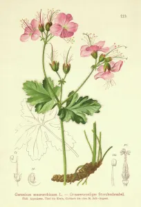 Bigroot Geranium (Geranium macrorrhizum) (colour litho) Bigroot Geranium (Geranium macrorrhizum) (colour litho)