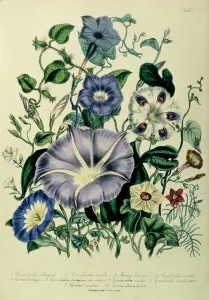 Bindweed, plate 26 from The Ladies Flower Garden, published 1842 Bindweed, plate 26 from The Ladies Flower Garden, published 1842