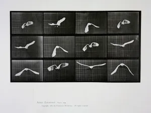 Bird in flight, plate 762 from Animal Locomotion, 1887 (b/w photo) Bird in flight, plate 762 from Animal Locomotion, 1887 (b/w photo)