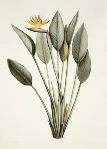 Bird of Paradise; Strelitzia Reginae, (watercolour over traces of pencil on vellum) Bird of Paradise; Strelitzia Reginae, (watercolour over traces of pencil on vellum)