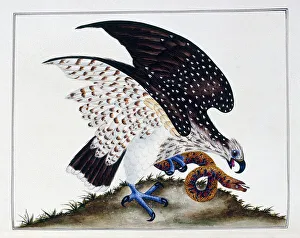 Bird of prey with snake, 1808-21 (watercolour drawing) Bird of prey with snake, 1808-21 (watercolour drawing)