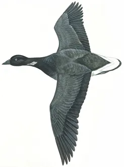 Brent Goose (Geese, Waterfowl, Birds, Animals) Wall Art Brent Goose (Geese, Waterfowl, Birds, Animals) Wall Art