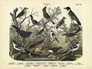 Birds, c.1860 (colour litho)